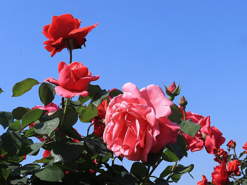 春暖花開季，正是出游時！程力集團小編帶你打卡隨州炎帝紫薇園